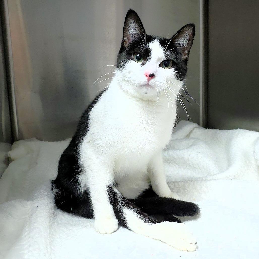 Spot — thumbnail 3