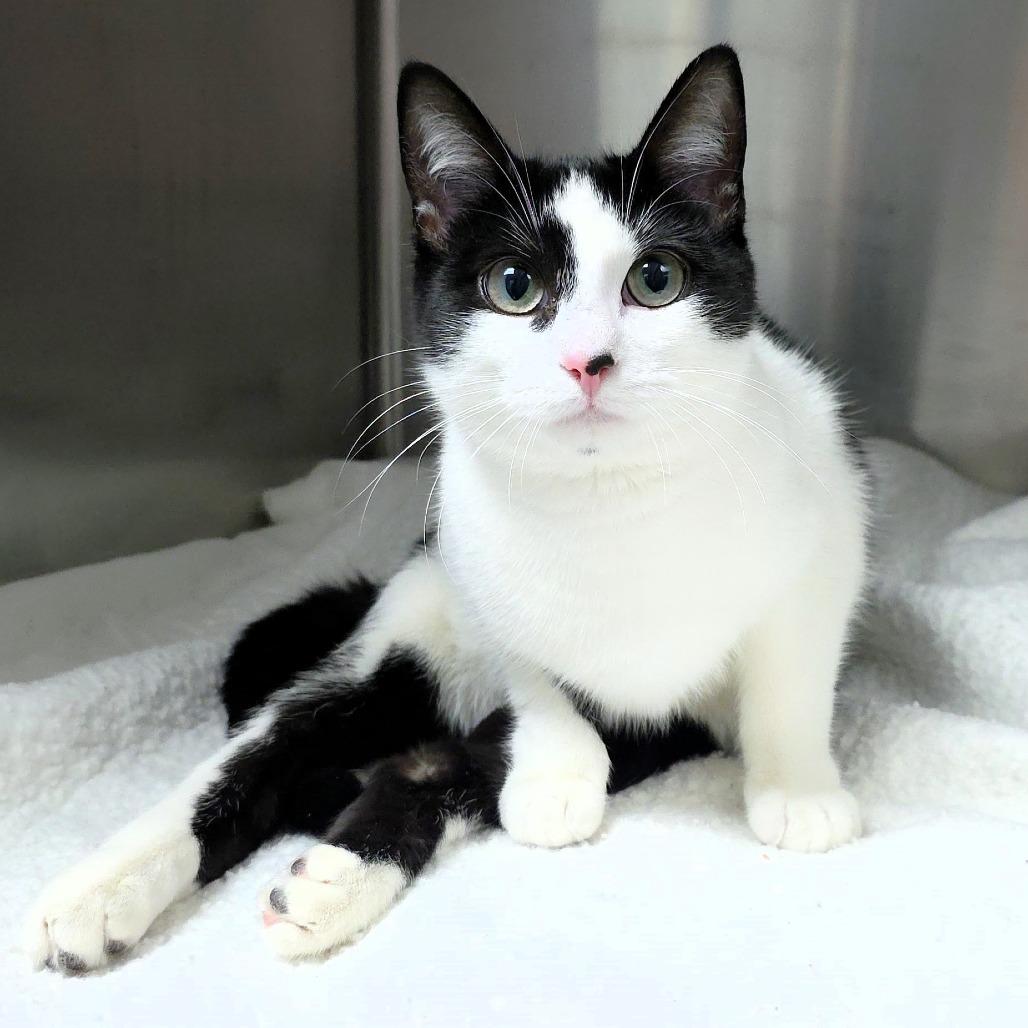 Enlarge Spot, a Adoptable Domestic Short Hair in Michigan City, IN image 4/4