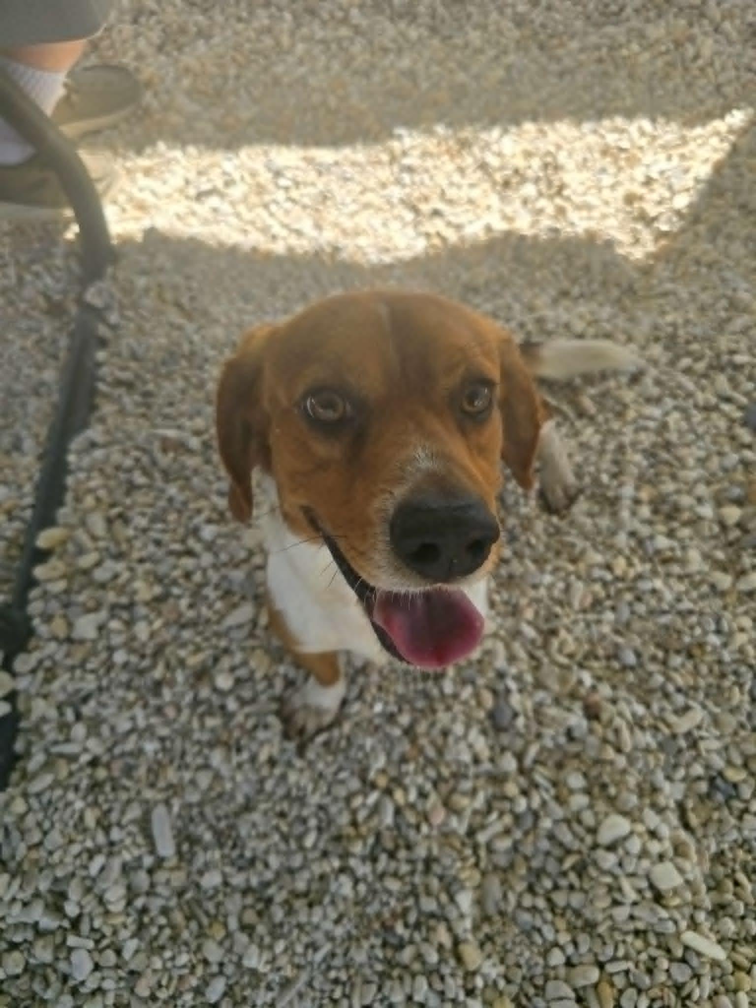 Barney B, Adoptable, Adult Male Beagle.