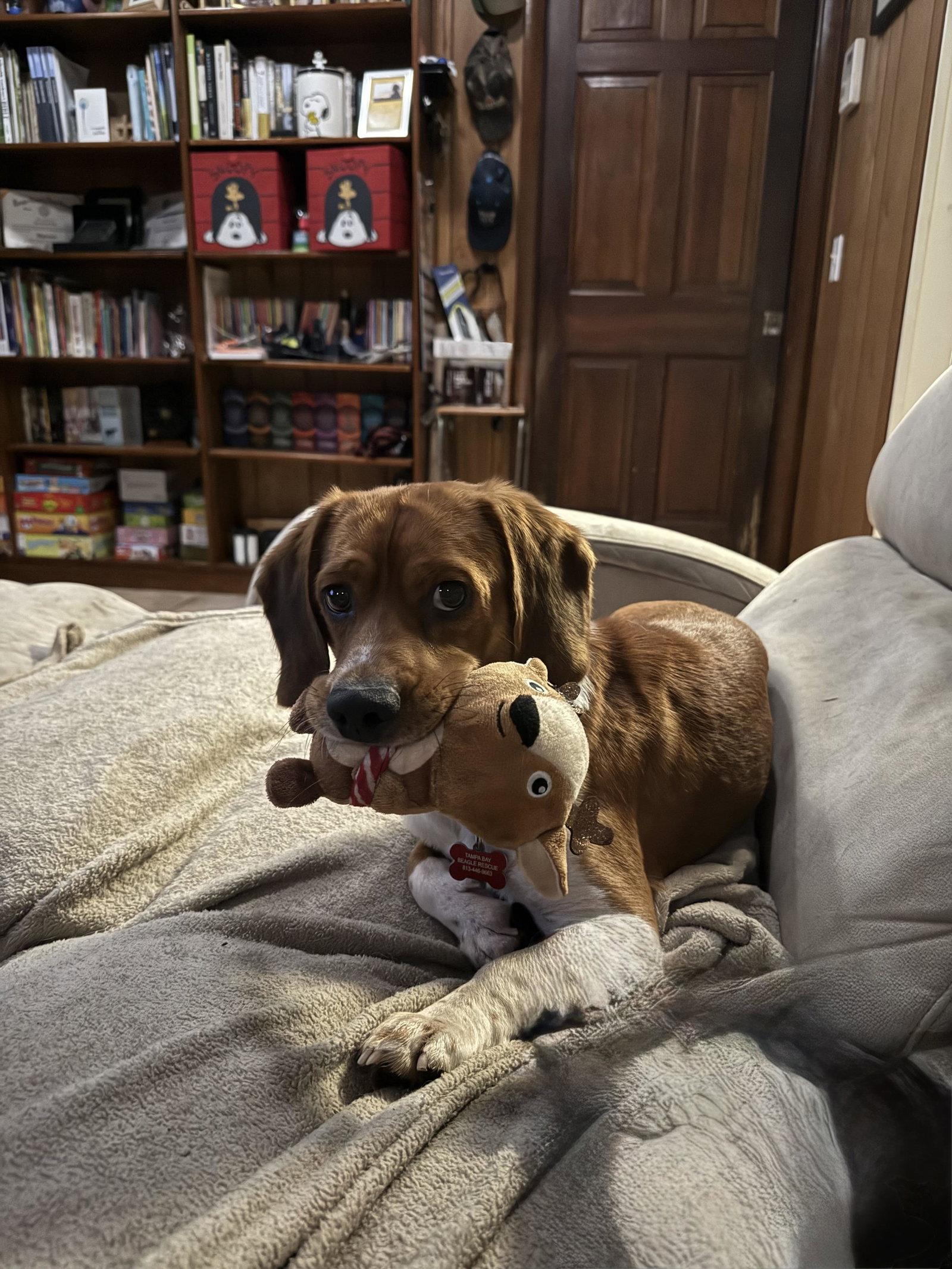 Enlarge Barney B, a Adoptable Beagle in Tampa, FL image 2/3