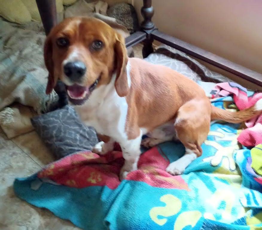 Enlarge Barney B, a Adoptable Beagle in Tampa, FL image 3/3