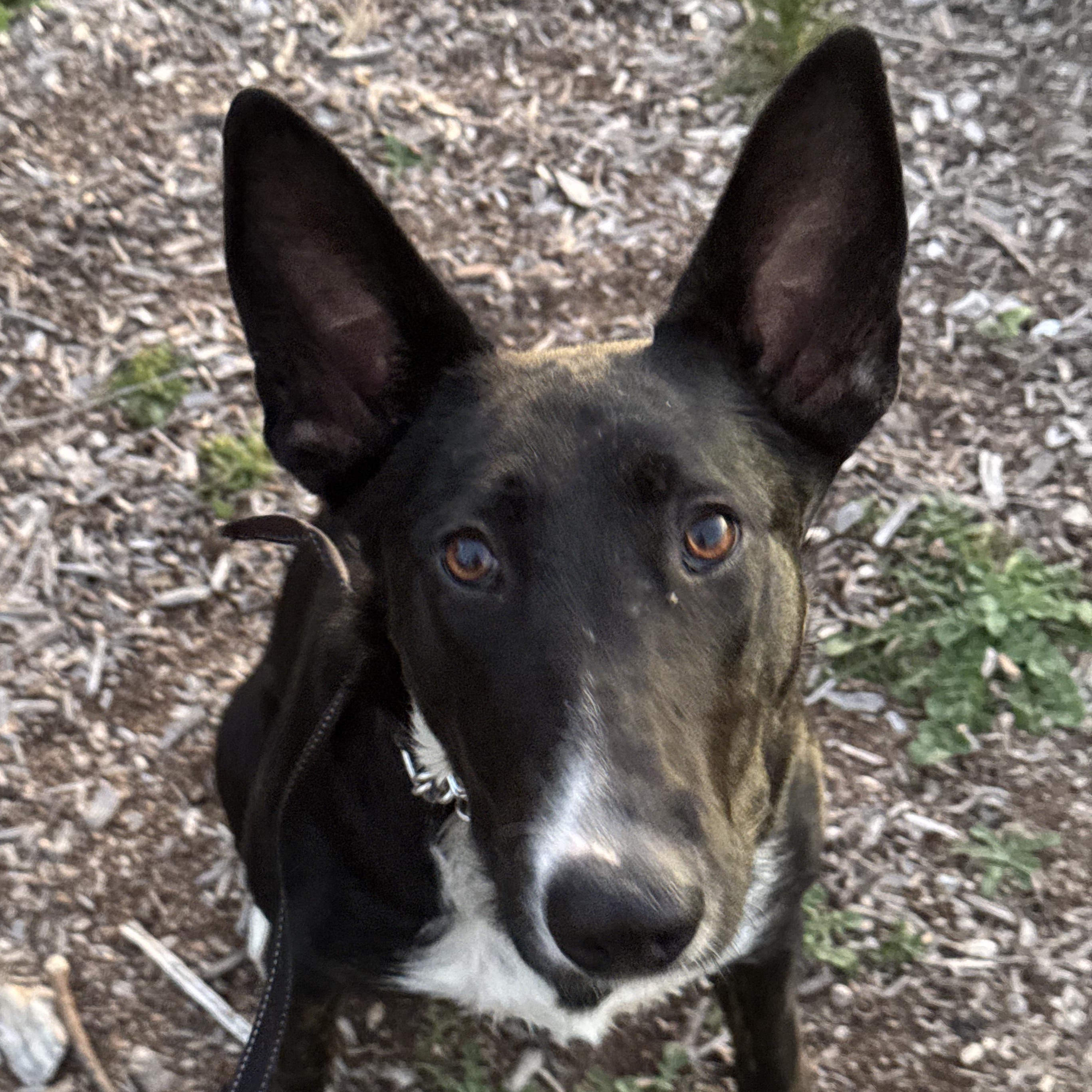 Sansa Stark, a Adoptable mixed breed in Whittier, CA image 3/4