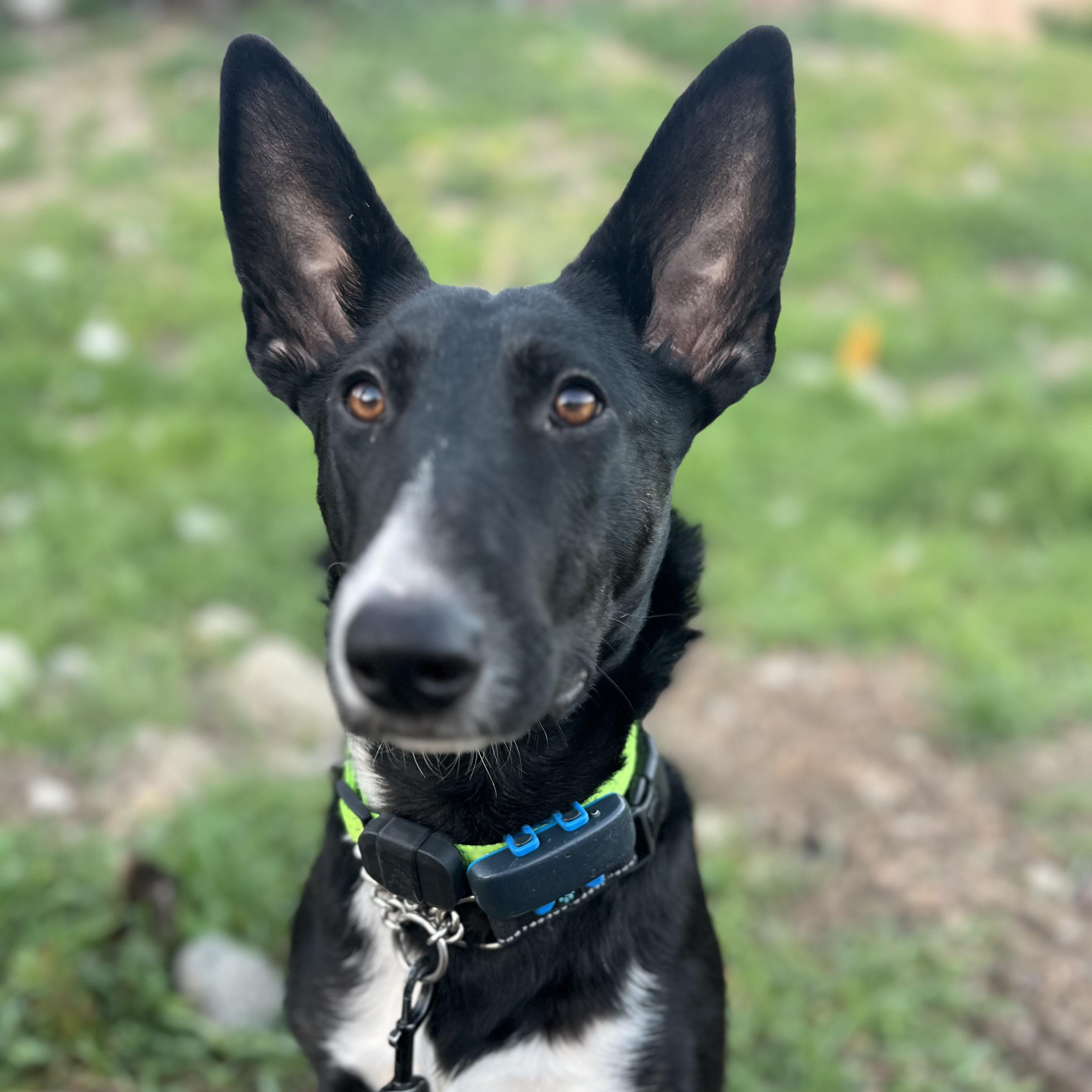 Sansa Stark, Adoptable, Young Female Bull Terrier.
