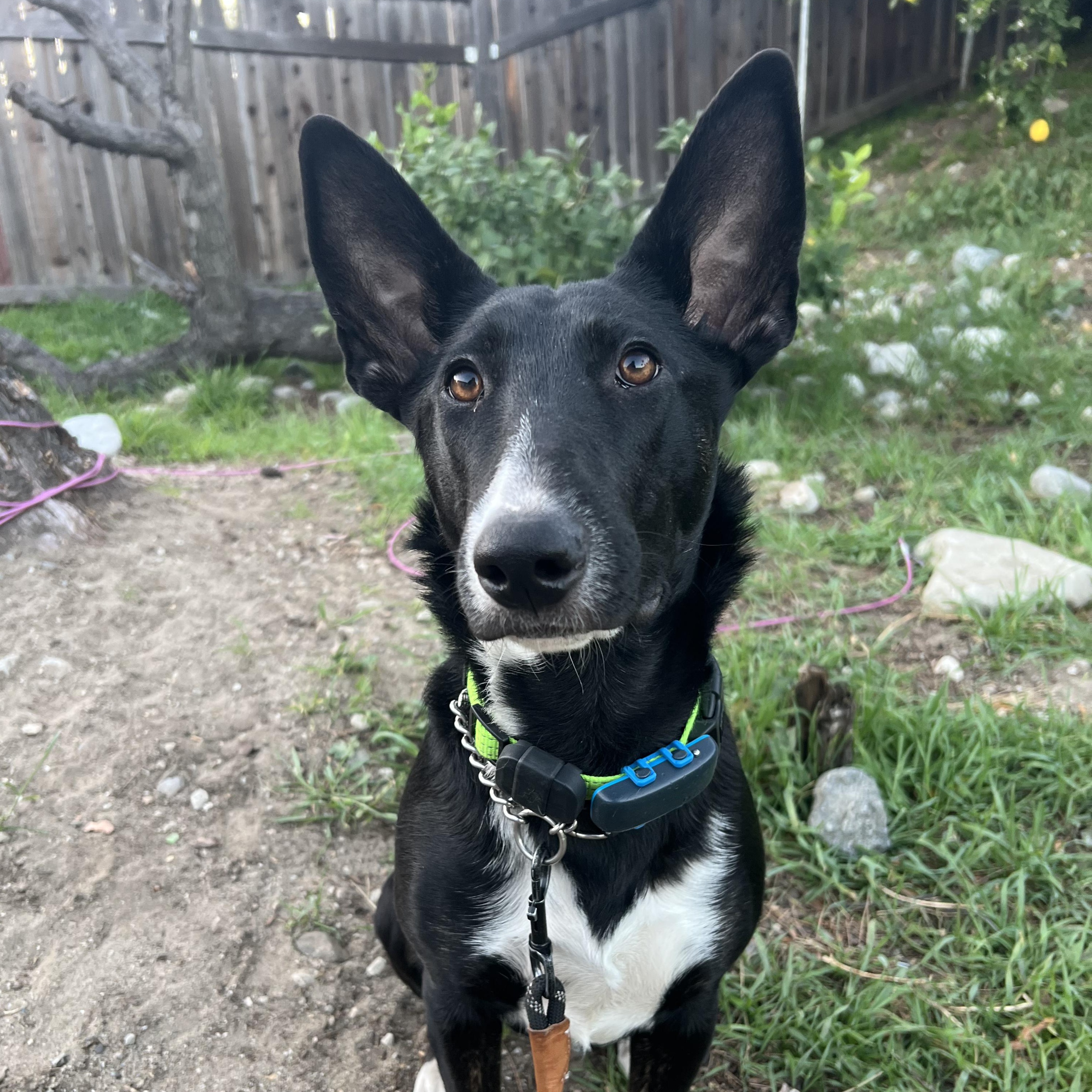Sansa Stark, a Adoptable mixed breed in Whittier, CA image 4/4