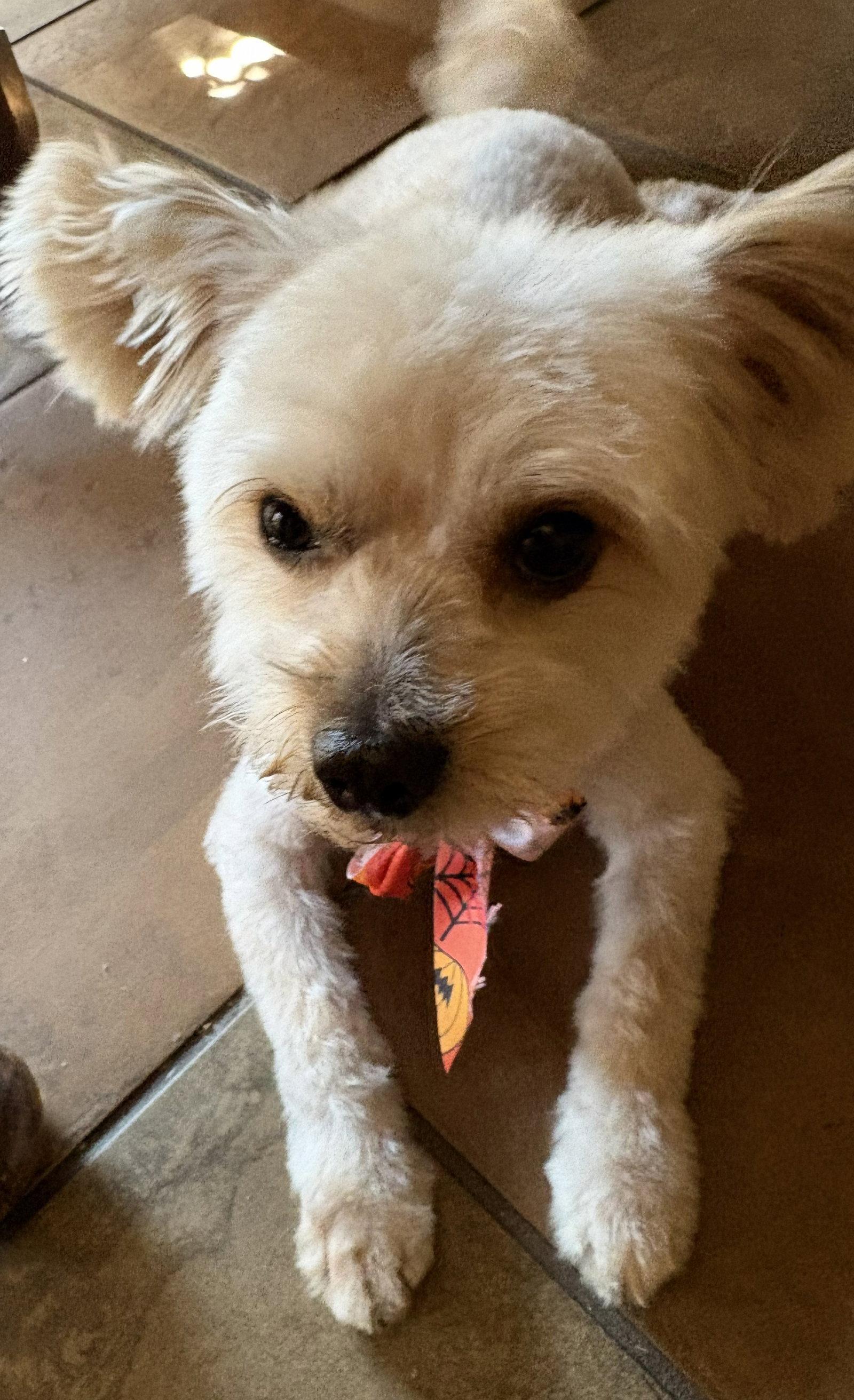 Ricky, Adoptable, Adult Male Maltese.