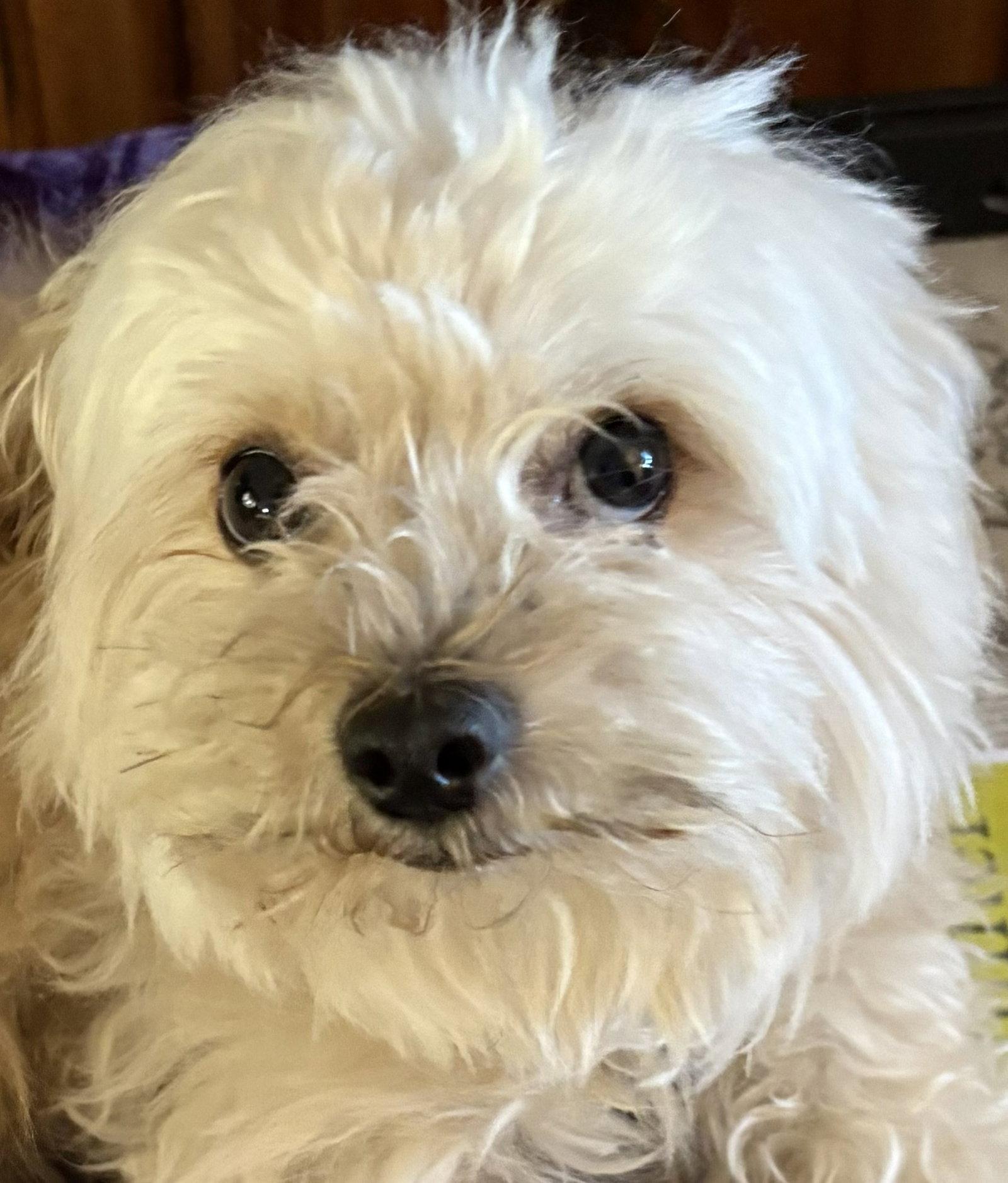 Enlarge Ricky, a Adoptable Maltese in San Jose, CA image 2/3