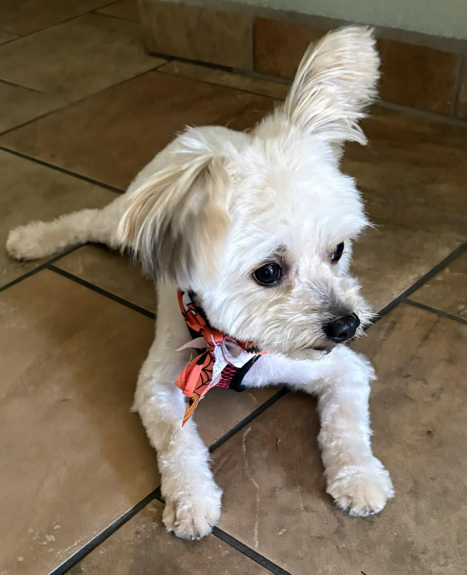 Enlarge Ricky, a Adoptable Maltese in San Jose, CA image 3/3