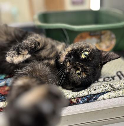 Josefina, Adoptable, Adult Female Domestic Short Hair & Domestic Short Hair.