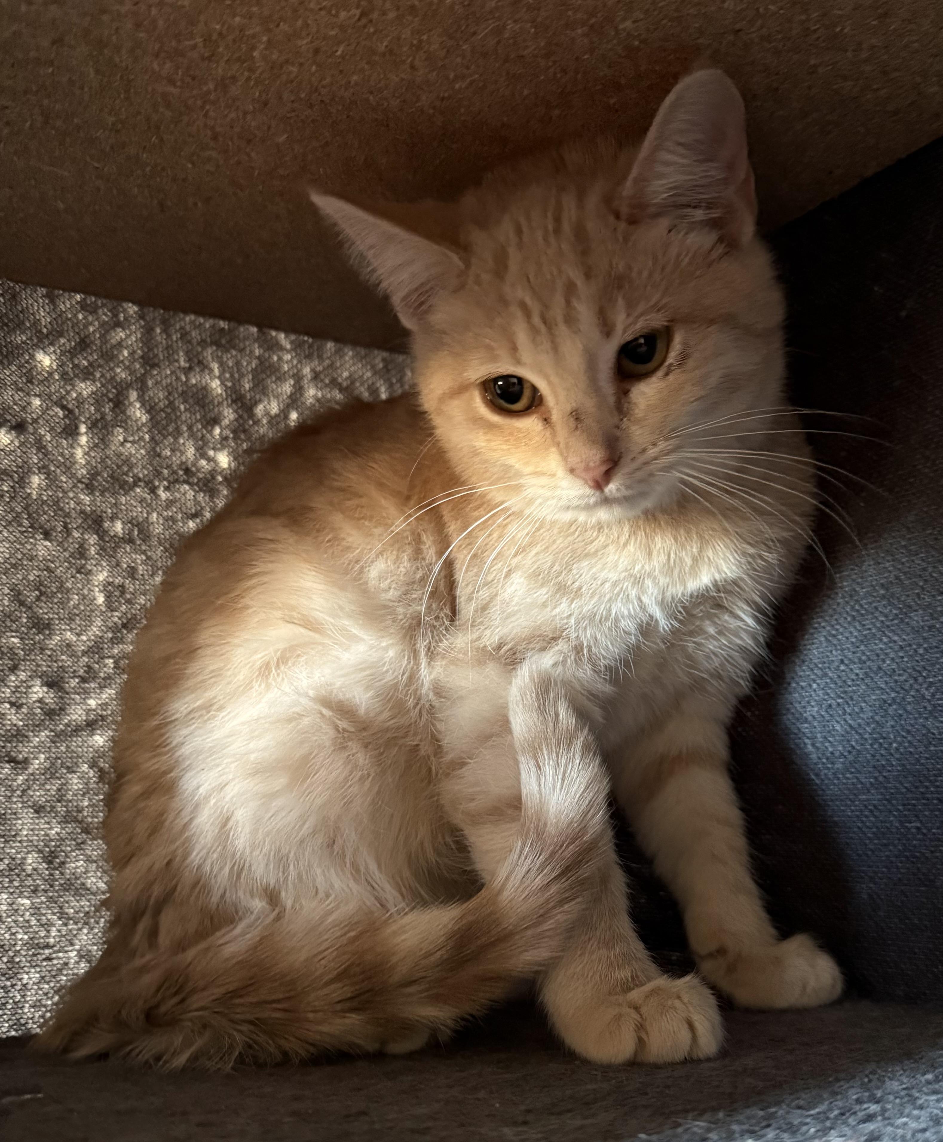 Ivory, ADOPTABLE, Young Female Tabby.