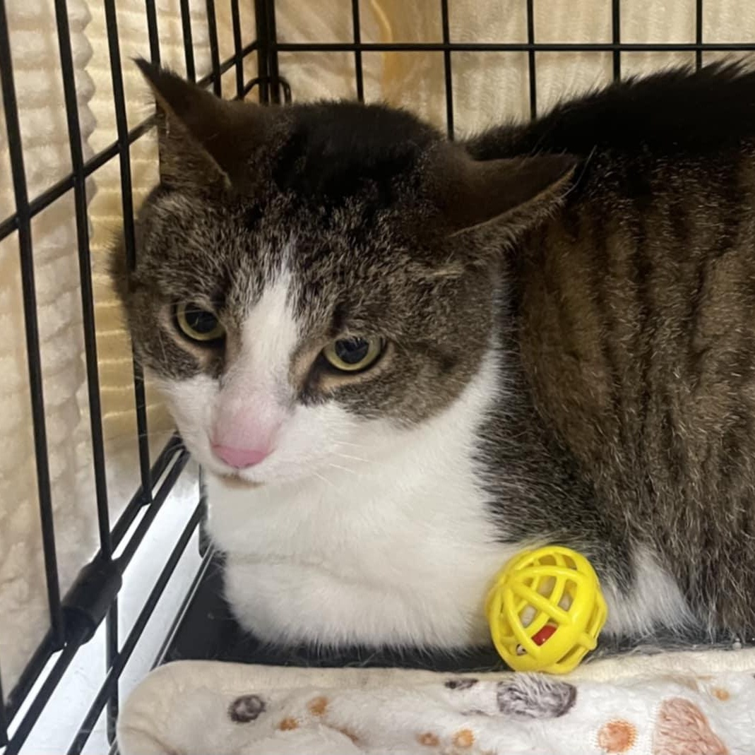 Enlarge Pudding, a Adoptable Domestic Short Hair image 1/1