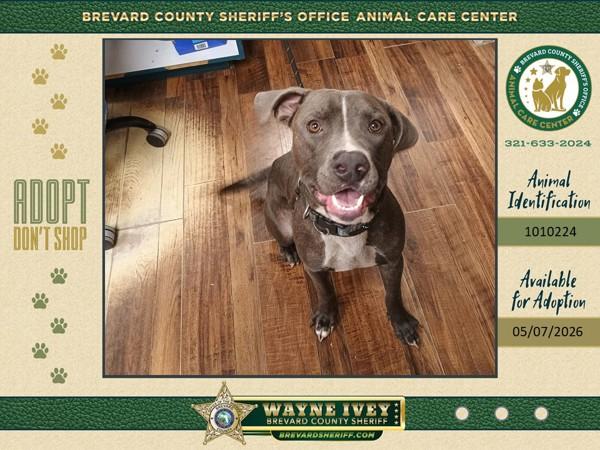 S'More, Adoptable, Young Male Mixed Breed.