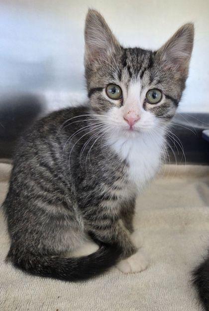 Scamper, Adoptable, Kitten Female Domestic Short Hair & Domestic Short Hair.
