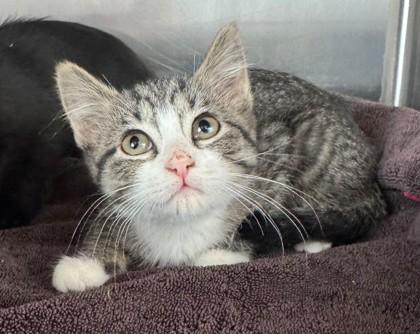 Enlarge Scamper, a Adoptable mixed breed in Willmar, MN image 2/2