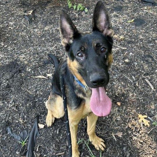 Axel