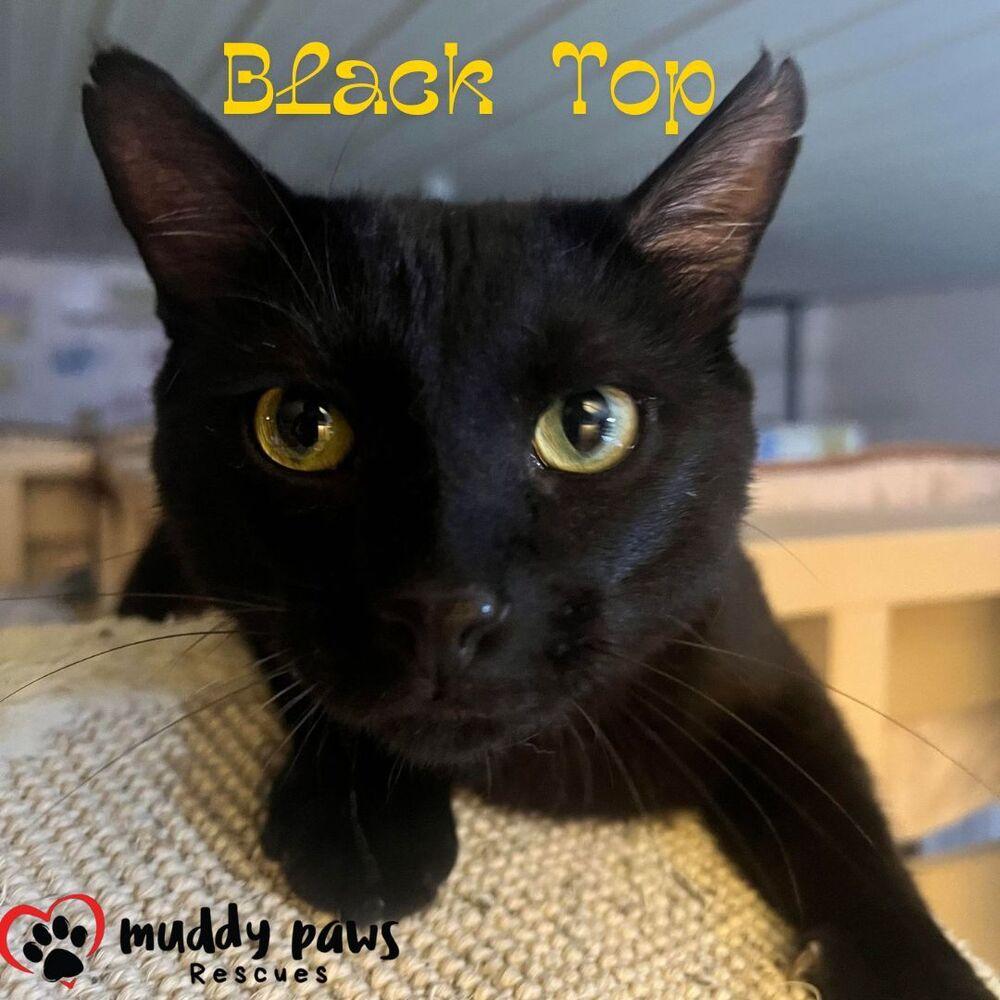 Black Top, Adoptable, Senior Male Domestic Short Hair.