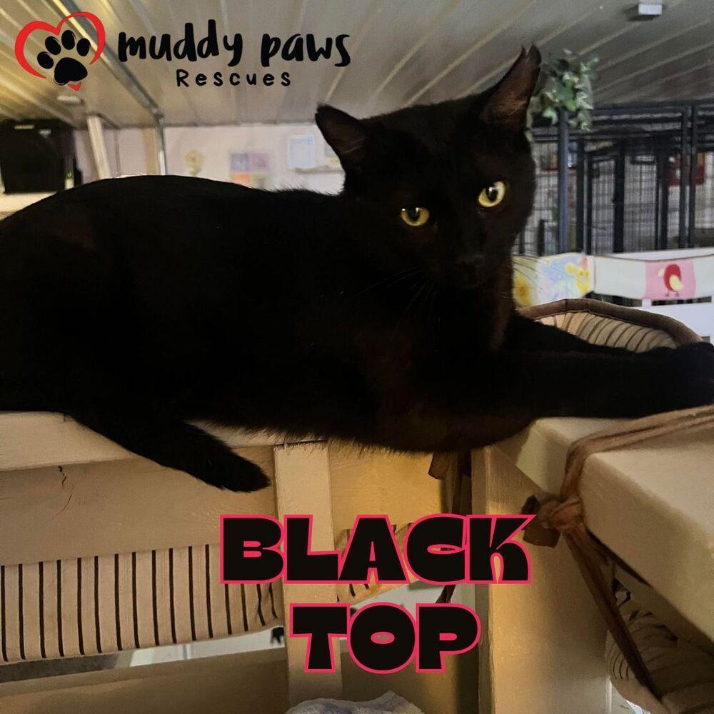 Black Top, a Adoptable mixed breed in Council Bluffs, IA image 2/3