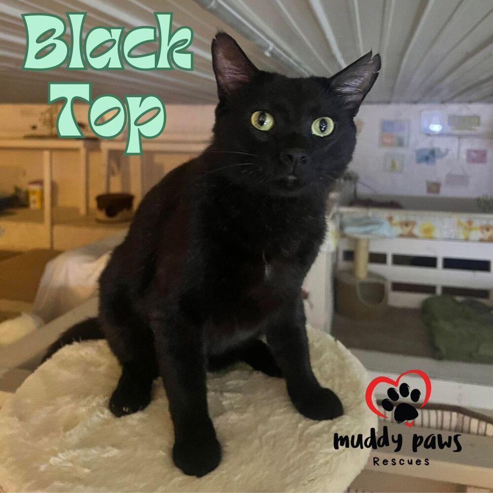 Black Top, a Adoptable mixed breed in Council Bluffs, IA image 3/3