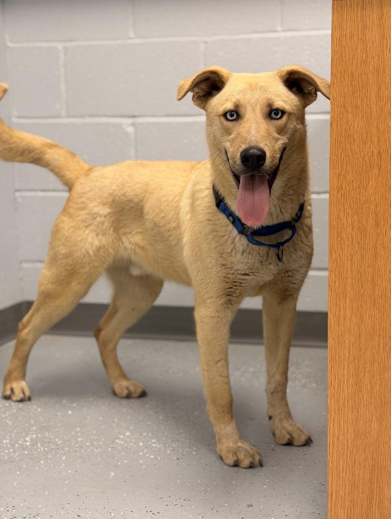 Enlarge Kitsune, a Adoptable mixed breed in Fort Stockton, TX image 1/3