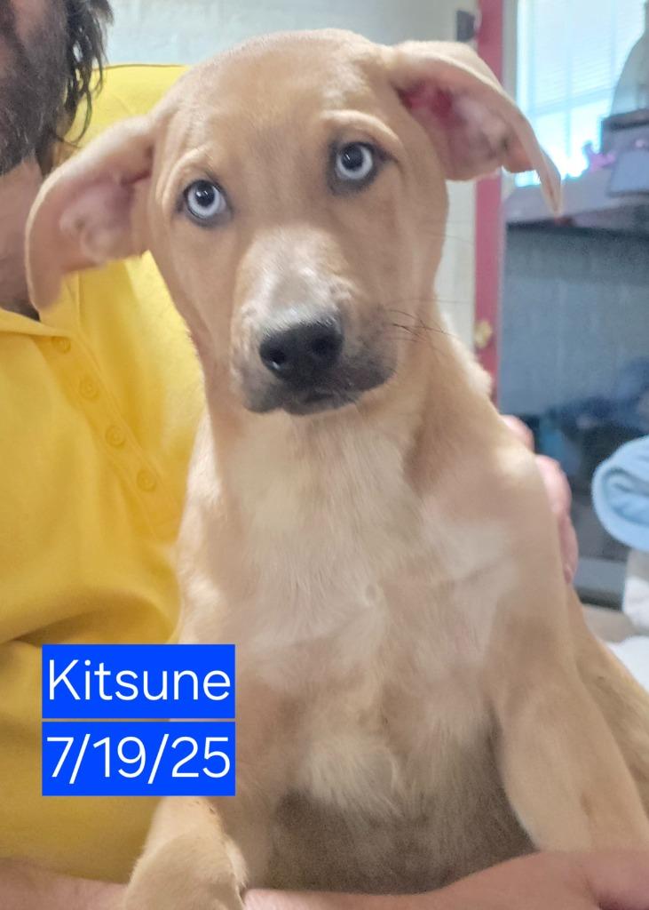Enlarge Kitsune, a Adoptable mixed breed in Fort Stockton, TX image 1/2