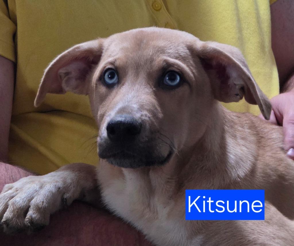 Enlarge Kitsune, a Adoptable mixed breed in Fort Stockton, TX image 2/2