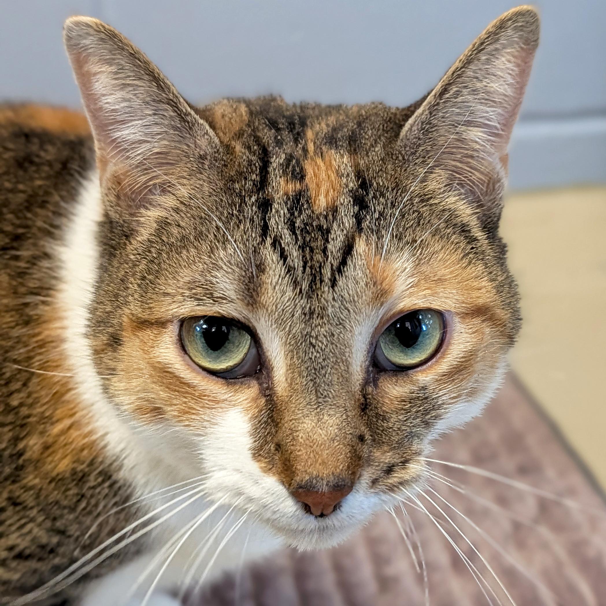 Dora, ADOPTABLE, Adult Female Domestic Short Hair.
