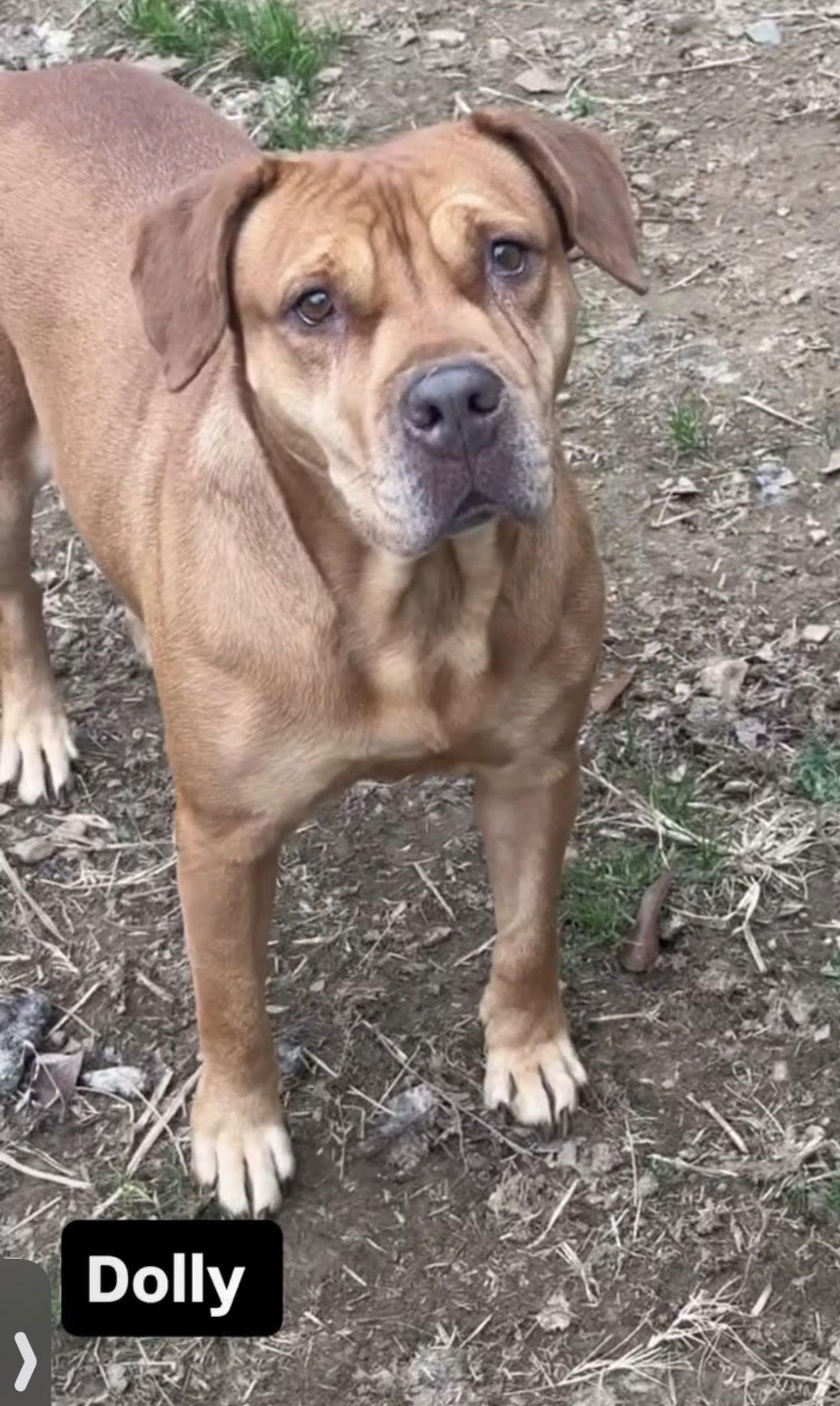 Dolly — thumbnail 2