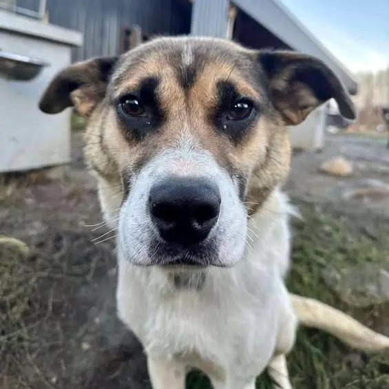 Monkey, ADOPTABLE, Adult Female Husky.
