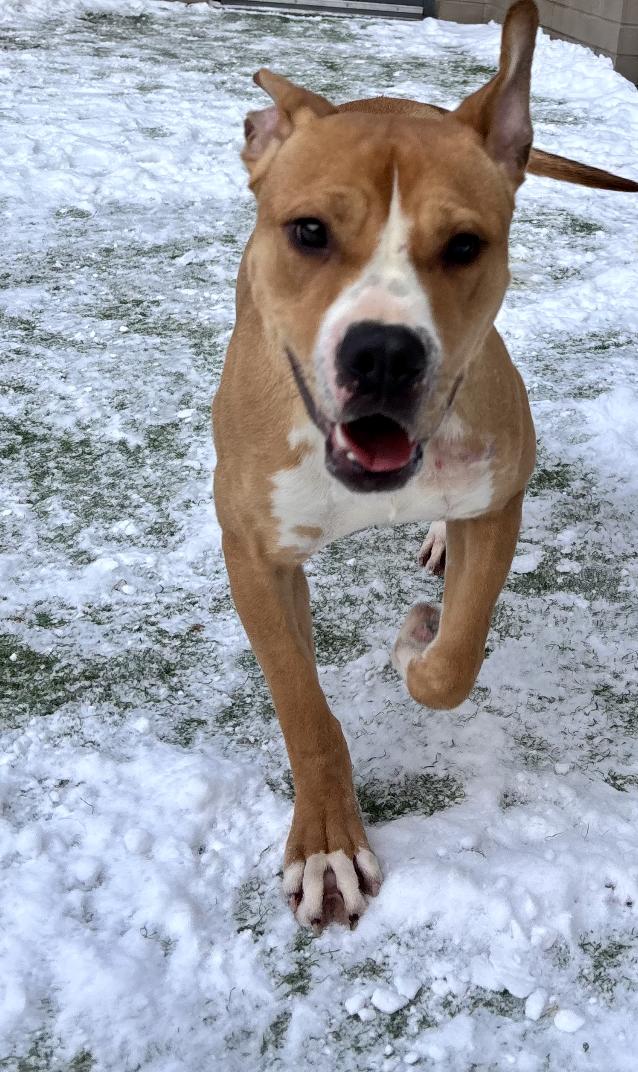 Enlarge Lucky, a ADOPTABLE mixed breed in Kankakee, IL image 4/5