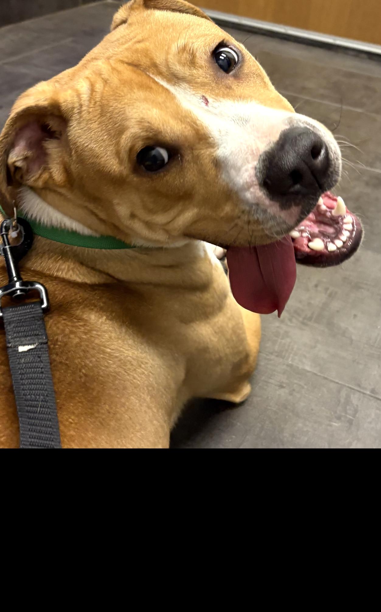 Enlarge Lucky, a ADOPTABLE mixed breed in Kankakee, IL image 5/5