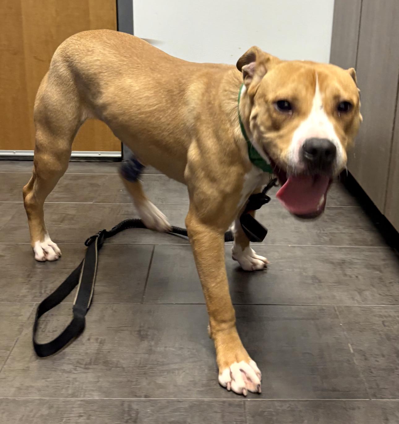 Lucky, ADOPTABLE, Young Male American Staffordshire Terrier.