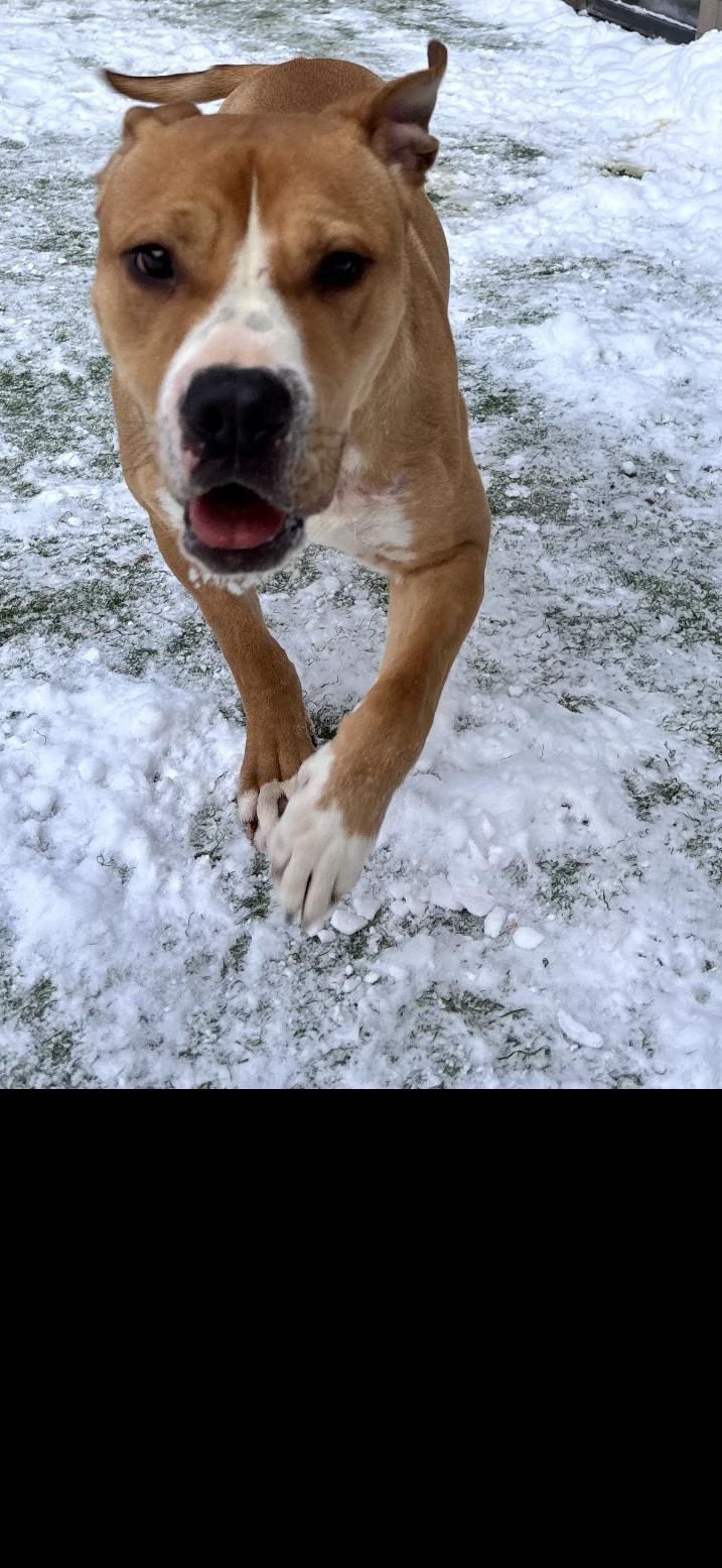 Enlarge Lucky, a ADOPTABLE mixed breed in Kankakee, IL image 3/5