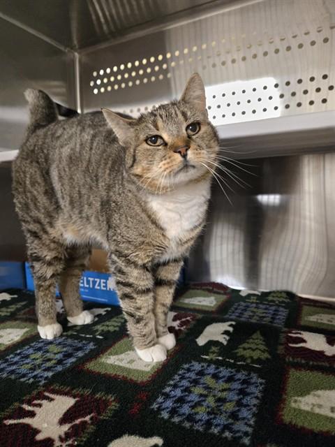Enlarge JUNO, a Adoptable Domestic Short Hair in Casper, WY image 1/1