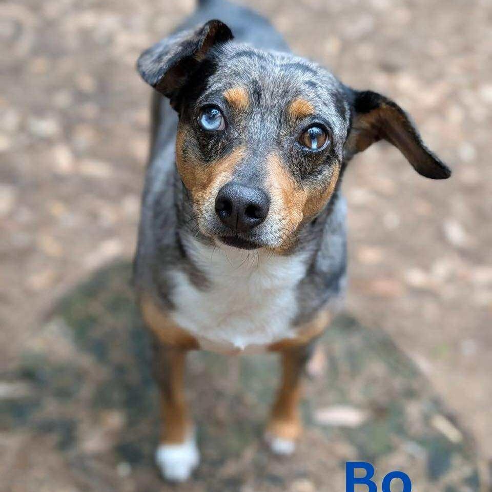 BO