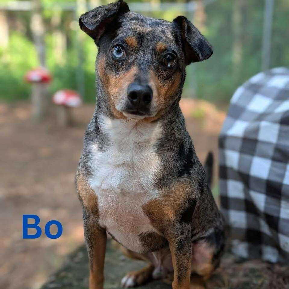 BO, a Adoptable mixed breed in Madisonville, LA image 2/6