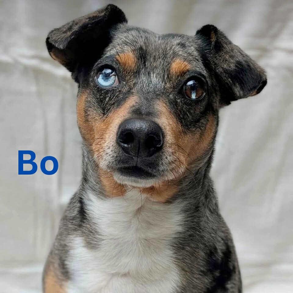 BO