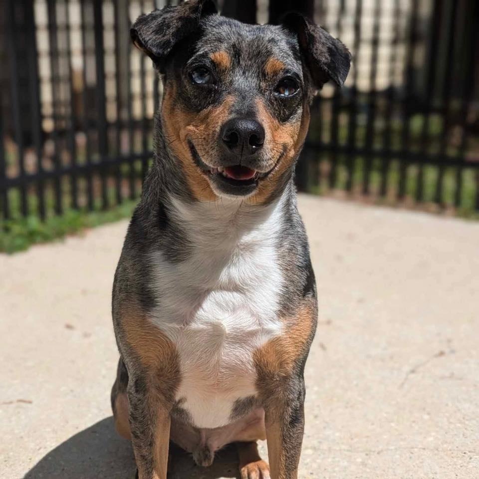 BO, a Adoptable mixed breed in Madisonville, LA image 3/6