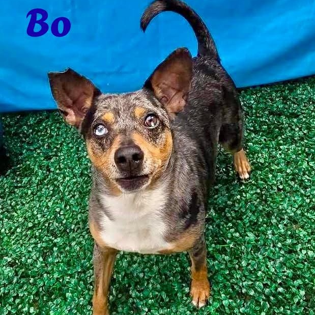 BO, Adoptable, Adult Male Catahoula Leopard Dog & Terrier.