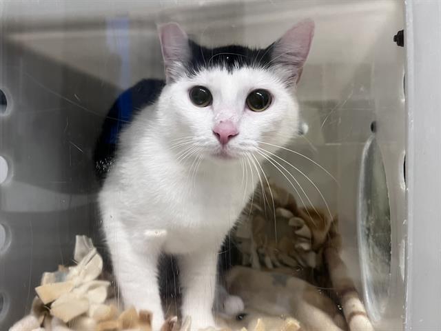 Enlarge MERCEDES, a Adoptable Domestic Short Hair in Kent, WA image 1/1