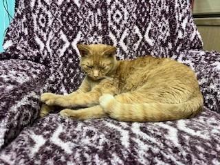 Enlarge Cooper, a ADOPTABLE Domestic Short Hair in Caribou, ME image 1/1