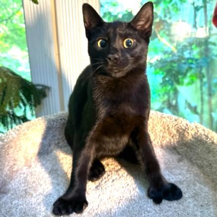 HEMINGWAY - PAWS LIKE CATCHERS' MITTS!, Adoptable, Young Male Bombay & Extra-Toes Cat / Hemingway Polydactyl.