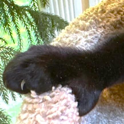 HEMINGWAY - PAWS LIKE CATCHERS' MITTS!, a Adoptable mixed breed in Danbury, CT image 4/6