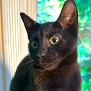 HEMINGWAY - PAWS LIKE CATCHERS' MITTS!, a Adoptable mixed breed in Danbury, CT image 3/6