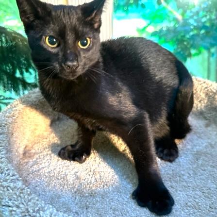 HEMINGWAY - PAWS LIKE CATCHERS' MITTS!, a Adoptable mixed breed in Danbury, CT image 2/6