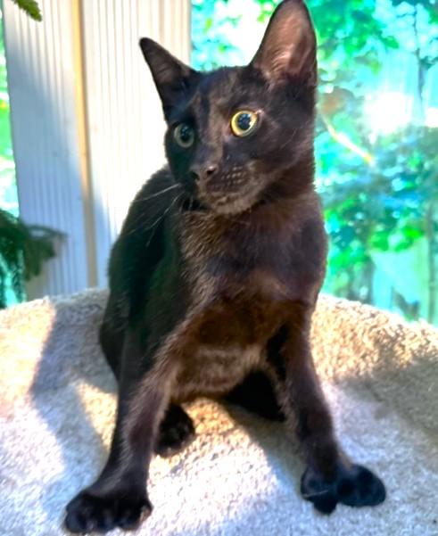 HEMINGWAY - PAWS LIKE CATCHERS' MITTS!, a Adoptable mixed breed in Danbury, CT image 5/6