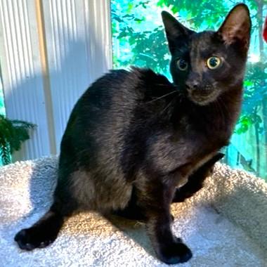 HEMINGWAY - PAWS LIKE CATCHERS' MITTS!, a Adoptable mixed breed in Danbury, CT image 6/6