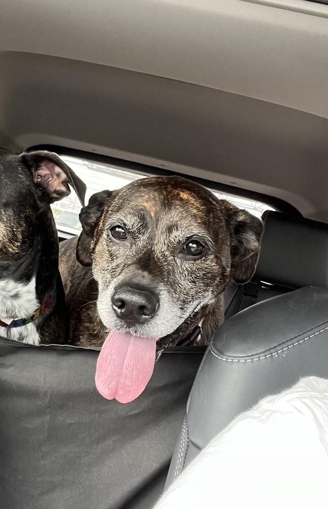 Sammy, Adoptable, Adult Female Hound.