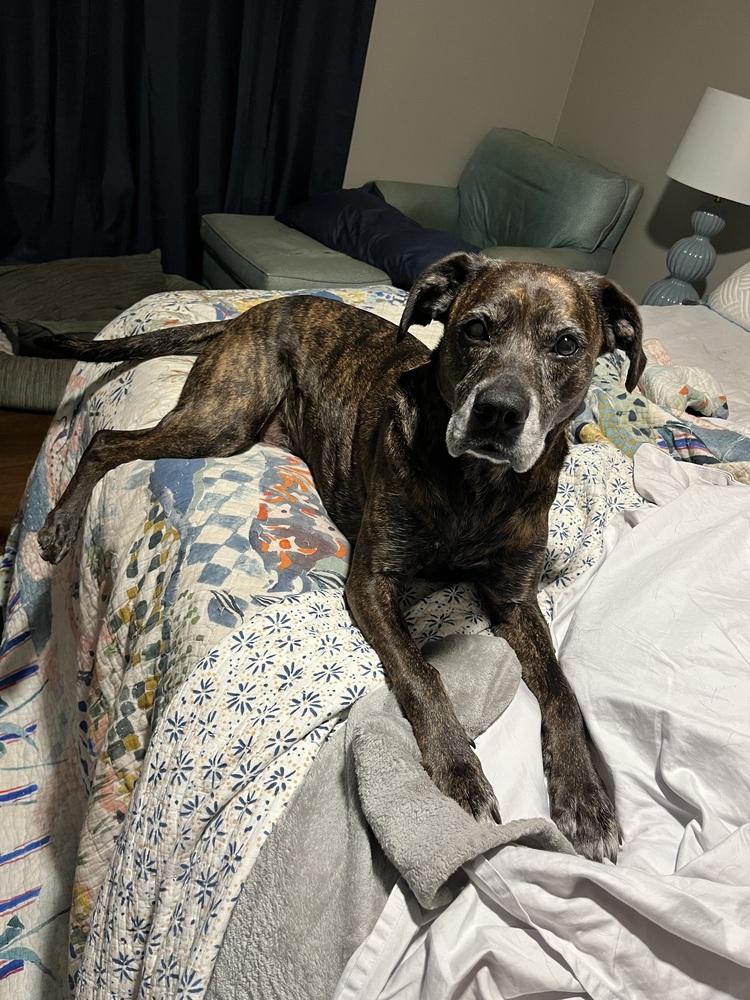 Enlarge Sammy, a Adoptable mixed breed in Orlando, FL image 2/4