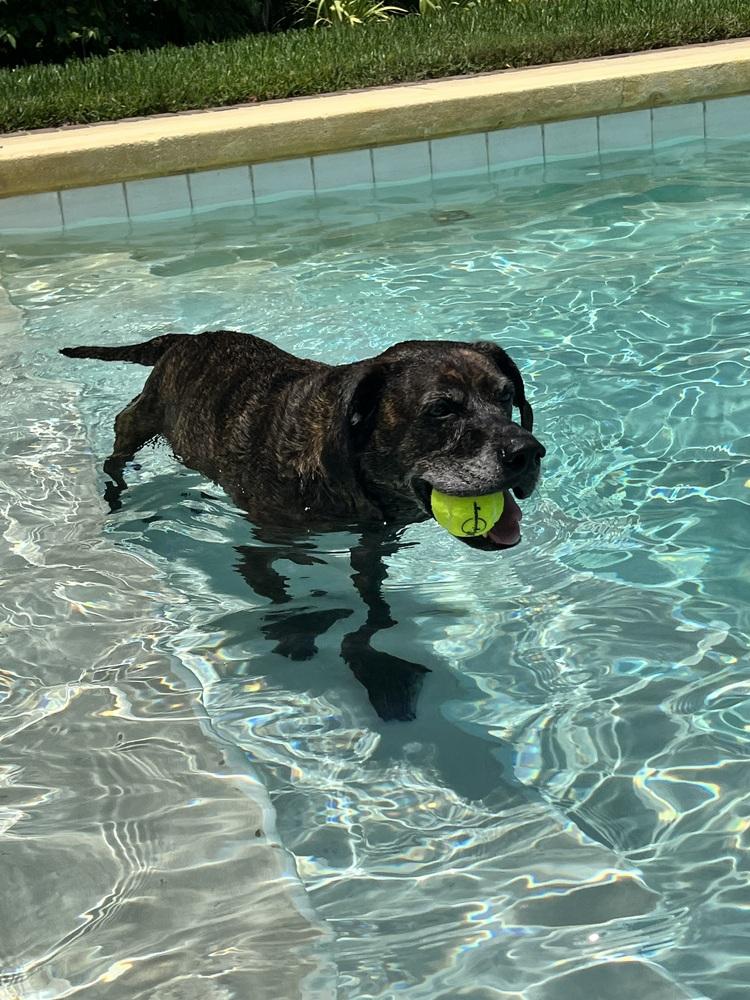 Enlarge Sammy, a Adoptable mixed breed in Orlando, FL image 3/4