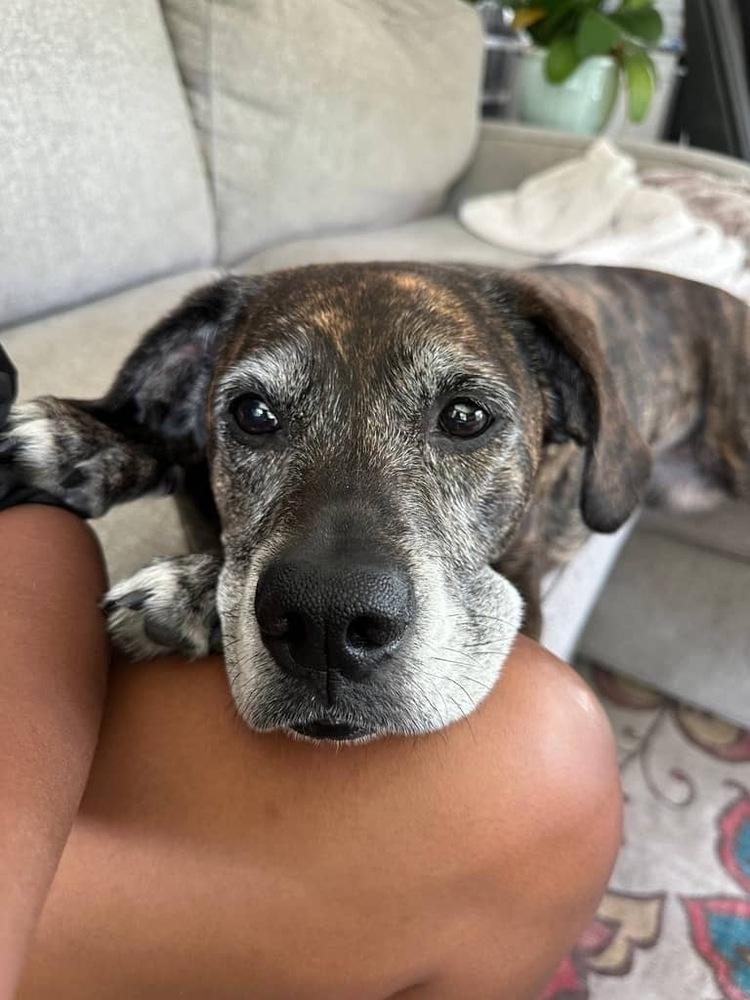 Enlarge Sammy, a Adoptable mixed breed in Orlando, FL image 4/4