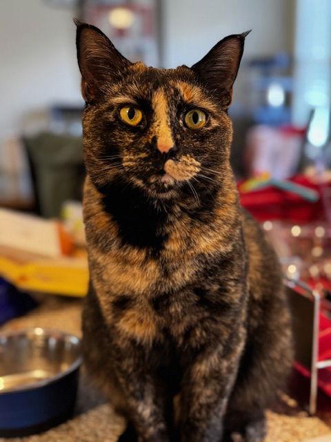 Enlarge Savanna, a Adoptable Domestic Short Hair in Naugatuck, CT image 1/3